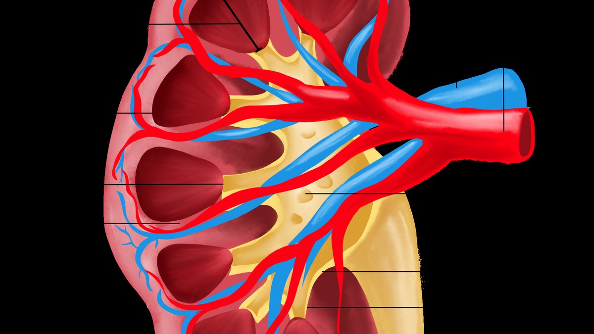 Study of kidney and renal biology — the incretin renal protection reported for GLP-1 peptides; a Quadrutide report by Panacea Bio Chem and Bogdan Dicoias